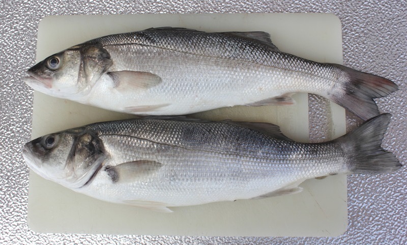 branzino_spigola