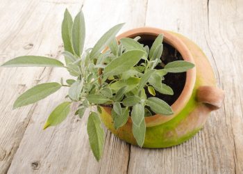 salvia