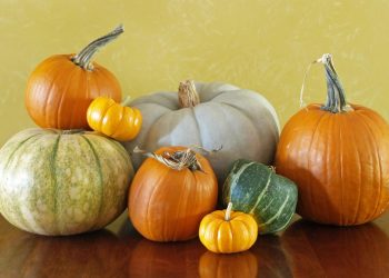 zucca