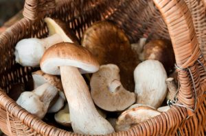 funghi funghi