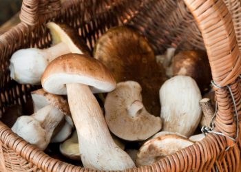 funghi funghi