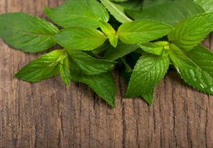 menta menta
