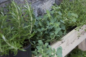 erbe aromatiche erbe aromatiche