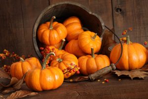 zucca zucca