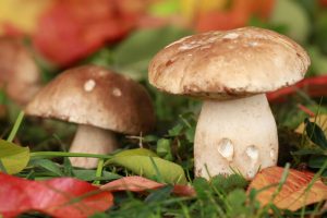 funghi funghi