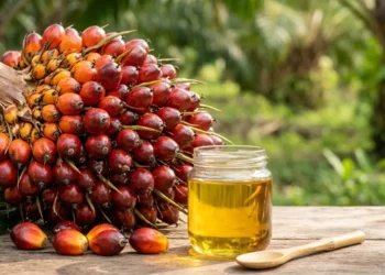 Frutti della palma da olio Elaeis guineensis e vasetto di olio di palma grezzo su un tavolo in legno, sfondo di piantagione tropicale.