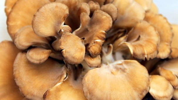 606x340xmaitake-606x340.jpg.pagespeed.ic.dUvH_Wq-Jg 606x340xmaitake-606x340.jpg.pagespeed.ic.dUvH_Wq-Jg