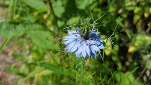nigella sativa nigella sativa