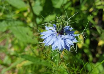 nigella sativa