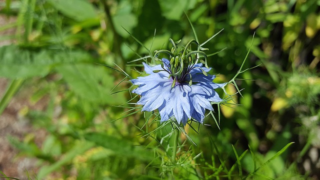 nigella sativa