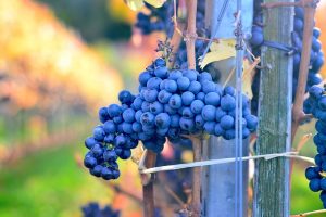 vino blu vino blu