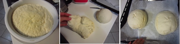 Lasciate lievitare l’impasto per 2 ore. Deve raddoppiare di volume. Fate le pieghe, disponete i pannetti sulla teglia e coprite con un canovaccio pulito. Lasciate lievitare per un’altra ora. Riscaldate il forno a 240 gradi e mettete dentro una pentola con l’acqua per i primi 10 minuti . Fate tagli lungo i lati ed una croce sopra ed infornate. Dopo 20 minuti abbassate la temperatura a 200 gradi. Cuocete ancora per 40 minuti.