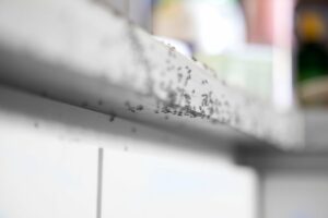 Formiche: il rimedio naturale