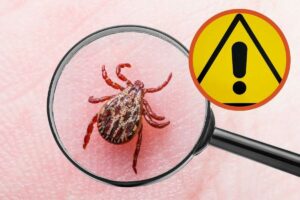 rimedi naturali contro le zecche