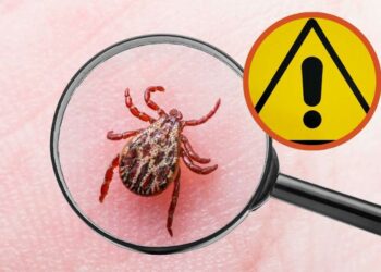 rimedi naturali contro le zecche