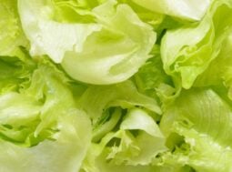 insalata come mantenerla fresca