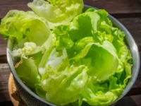 insalata fresca come conservarla integra per giorni con il trucco del panno