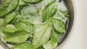 basilico fresco anche in inverno ricette.com