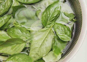 basilico fresco anche in inverno ricette.com