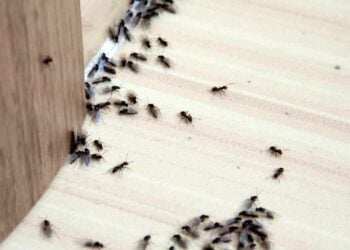 formiche volanti in casa ricette.com