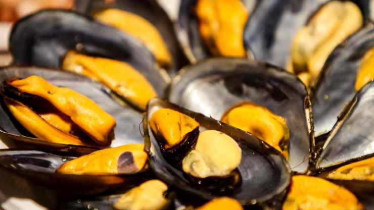 Pulite bene le cozze con una paglietta di acciaio eliminando ogni impurità esterna, poi apritele con un coltellino, lasciando il frutto attaccato ad una sola valva. Raccogliete l’acqua che rilasciano in una ciotola e filtratela con un colino a maglie fitte: servirà più avanti. Pulite bene le cozze con una paglietta di acciaio eliminando ogni impurità esterna, poi apritele con un coltellino, lasciando il frutto attaccato ad una sola valva. Raccogliete l’acqua che rilasciano in una ciotola e filtratela con un colino a maglie fitte: servirà più avanti.