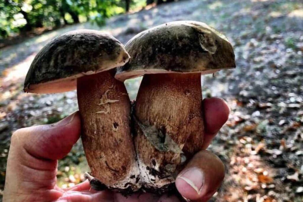 funghi e castagne più buoni d'italia li trovi qui ricette.com funghi e castagne più buoni d'italia li trovi qui ricette.com