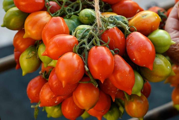 Appena vedrete comparire le prime bollicine, abbassate il fuoco al minimo e lessate le lenticchie per circa un’ora, controllando ogni tanto il livello dell’acqua di cottura e mescolando con un cucchiaio di legno per evitare che si attacchino: dovranno risultare morbide, ma non disfatte. Intanto tagliate i pomodorini a metà, tritate finemente il prezzemolo, schiacciate gli spicchi d’aglio pelati e mettete tutto da parte. Quando le lenticchie saranno quasi cotte, aggiungete circa 4 cucchiai di olio extravergine d’oliva, gli spicchi d’aglio, i pomodorini ed un po’ del prezzemolo tritato. Appena vedrete comparire le prime bollicine, abbassate il fuoco al minimo e lessate le lenticchie per circa un’ora, controllando ogni tanto il livello dell’acqua di cottura e mescolando con un cucchiaio di legno per evitare che si attacchino: dovranno risultare morbide, ma non disfatte. Intanto tagliate i pomodorini a metà, tritate finemente il prezzemolo, schiacciate gli spicchi d’aglio pelati e mettete tutto da parte. Quando le lenticchie saranno quasi cotte, aggiungete circa 4 cucchiai di olio extravergine d’oliva, gli spicchi d’aglio, i pomodorini ed un po’ del prezzemolo tritato.