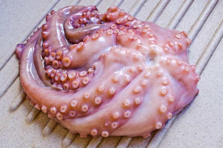 Inizia a pulire il polpo eliminando gli occhi, la sacca di inchiostro e l’osso. Sciacqualo bene sotto l’acqua corrente e porta ad ebollizione una pentola piena d’acqua. Raggiunto il bollore immergi ed estrai il polpo per tre volte, in modo da far arricciare i tentacoli e poi immergilo completamente. Cuoci quindi con il coperchio per 35-40 minuti. Una volta pronto, lascia raffreddare il polpo nella sua acqua di cottura.