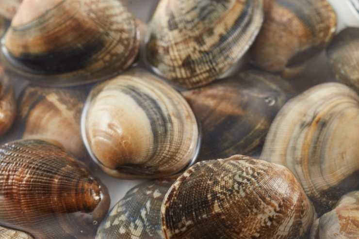 Per prima cosa lava bene le vongole mettendole a spurgare un paio d’ore in una scodella piena d’acqua ed una manciata di sale grosso. Trascorso il tempo necessario, sciacquale sotto l’acqua corrente e metti a scaldare sul fuoco una padella larga con un giro d’olio extravergine d’oliva ed uno spicchio d’aglio. Aggiungi le vongole e falle aprire a fuoco moderato, aggiungendo se serve un mestolo d’acqua calda. Ma mano che le vongole si saranno aperte, toglile dalla padella, sgusciane una parte e le altre tienile con il guscio per guarnire. Filtra inoltre l’acqua delle vongole con una garza e tienila da parte.