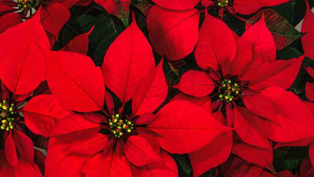 stella di natale come fare foglie rosse ricette.com