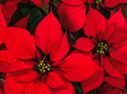 stella di natale come fare foglie rosse ricette.com stella di natale come fare foglie rosse ricette.com