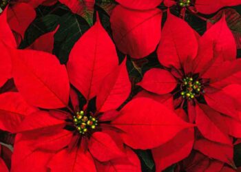 stella di natale come fare foglie rosse ricette.com stella di natale come fare foglie rosse ricette.com