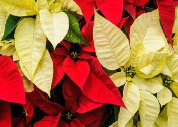 stella di natale va tenuta dentro o fuori ricette.com stella di natale va tenuta dentro o fuori ricette.com