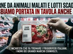 carne-animali-malati-lotti-scaduti-report Inchiesta Report: mani con guanti tengono confezione di carne bovina con muffa e segni di deterioramento in un supermercato.