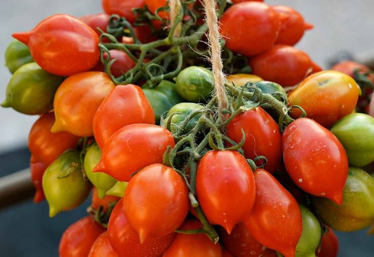 Versate abbondante olio evo in una padella ampia e fate imbiondire l’aglio schiacciato insieme al peperoncino. Non bruciateli, devono solo profumare l’olio. Aggiungete i pomodorini tagliati a metà, schiacciateli leggermente con la forchetta durante la cottura per far uscire il succo e fate cuocere a fiamma vivace per circa 10 minuti.