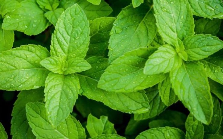 Trasferite la crema in piccoli bicchierini o coppe da champagne per una presentazione elegante: decorate con la scorza di limone ed una fogliolina di menta. Servite immediatamente o conservate in frigo fino al momento di gustarla!