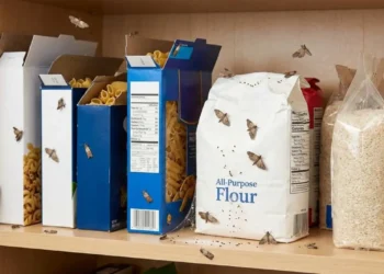 Infestazione di farfalline del cibo tra pacchi di farina e pasta aperti in una dispensa di legno, pronte per essere eliminate definitivamente.