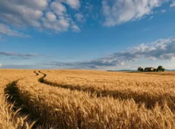 Un vasto campo di grano duro dorato sotto un cielo azzurro con nuvole, ideale come immagine per l'articolo sul glifosato nella pasta.