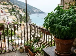 Una rigogliosa pianta di basilico in vaso di terracotta posizionata all'ombra su un balcone con vista panoramica sulla Costiera Amalfitana.