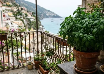 Coltivazione del basilico in vaso sul balcone Una rigogliosa pianta di basilico in vaso di terracotta posizionata all'ombra su un balcone con vista panoramica sulla Costiera Amalfitana.