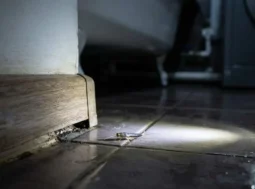 Pesciolino d'argento illuminato da una torcia sul pavimento del bagno vicino al battiscopa, in primo piano.
