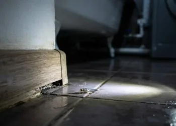 Pesciolino d'argento illuminato da una torcia sul pavimento del bagno vicino al battiscopa, in primo piano.