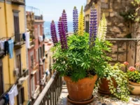 Pianta di lupini colorati in vaso di terracotta posizionata su un balcone fiorito con vista panoramica.