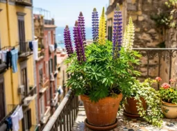 Coltivare lupini in vaso sul balcone Pianta di lupini colorati in vaso di terracotta posizionata su un balcone fiorito con vista panoramica.