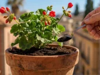 Mano che usa un cucchiaino per mettere del concime naturale in polvere nel vaso di un geranio sul balcone