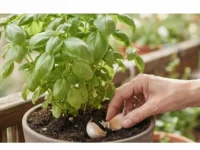 Primo piano di una mano esperta che interra due spicchi d'aglio in un vaso di terracotta con terriccio scuro, ai piedi di una rigogliosa pianta aromatica verde su un balcone soleggiato.