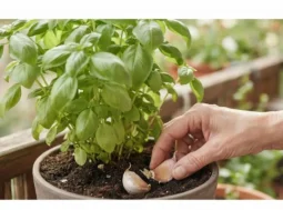Primo piano di una mano esperta che interra due spicchi d'aglio in un vaso di terracotta con terriccio scuro, ai piedi di una rigogliosa pianta aromatica verde su un balcone soleggiato.
