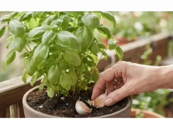 Primo piano di una mano esperta che interra due spicchi d'aglio in un vaso di terracotta con terriccio scuro, ai piedi di una rigogliosa pianta aromatica verde su un balcone soleggiato.